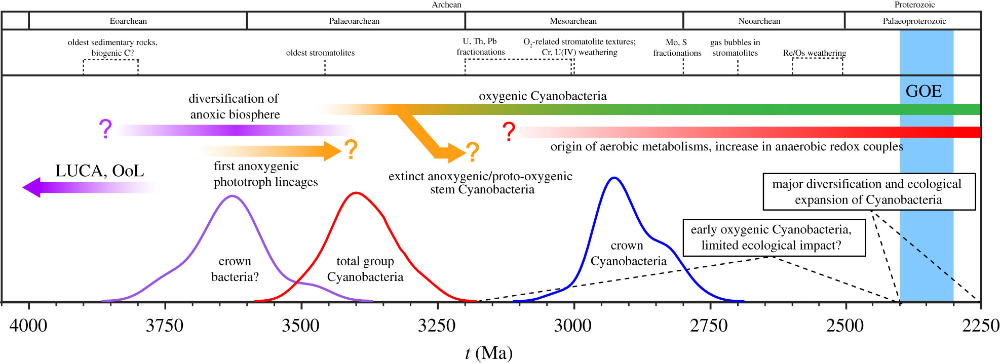 Figure 4. Proposed narrative for the cyanobacterial context of Earth's oxidation.